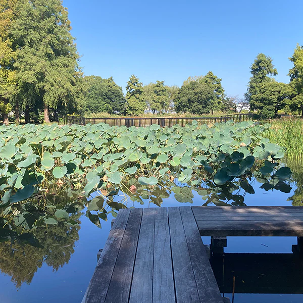 おやじ散歩チーム “WALKOHOL” の単独活動記録（９）：水元公園〜柴又 編【その１】